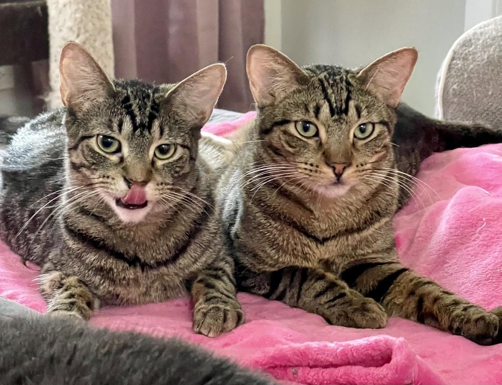 Enlarge Kimalu (bonded pair with Grey), a Adoptable Tabby in Chicago, IL image 4/5