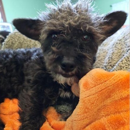 Enlarge Birdie, a ADOPTABLE Yorkie Poo in Clovis, NM image 3/3