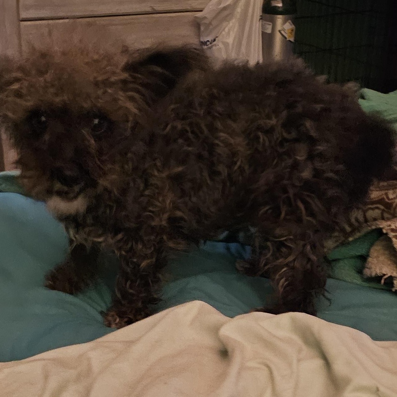 Enlarge Birdie, a ADOPTABLE Yorkie Poo in Clovis, NM image 2/3