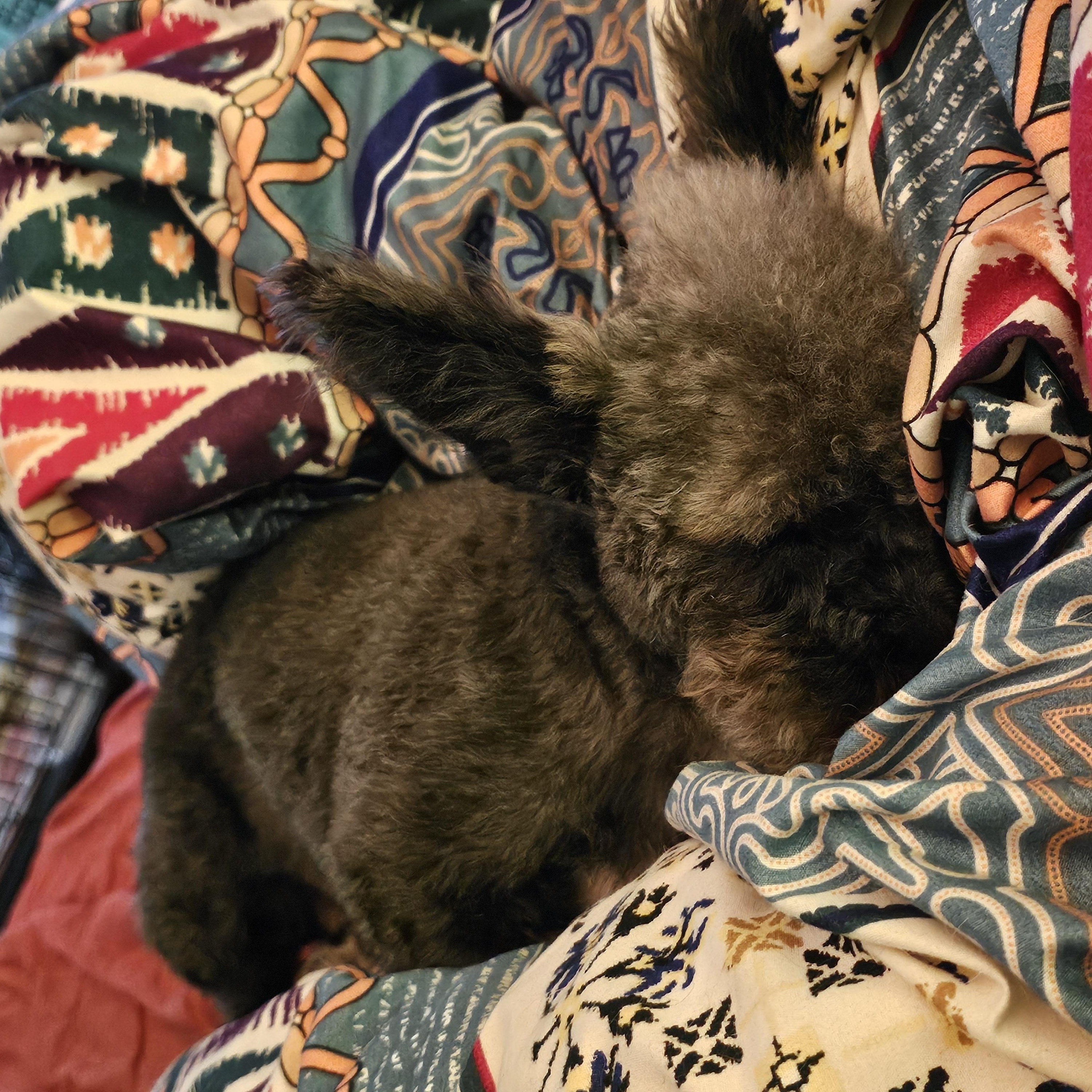 Enlarge Birdie, a ADOPTABLE Yorkie Poo in Clovis, NM image 1/3