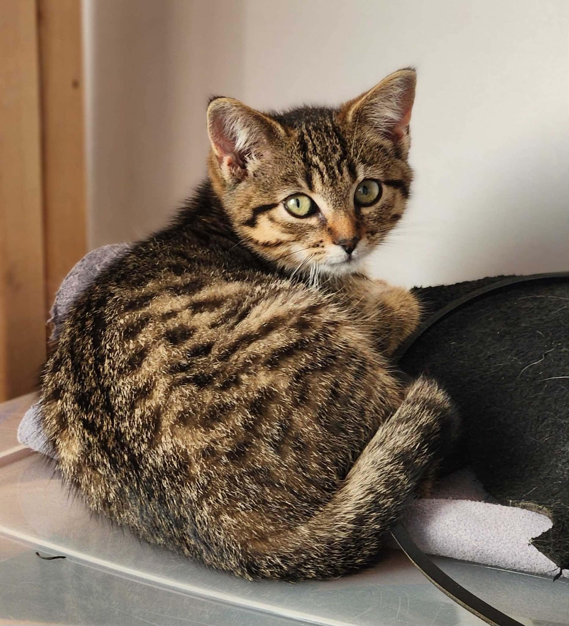 Flint, a ADOPTABLE Domestic Short Hair in Wakefield, QC image 3/4