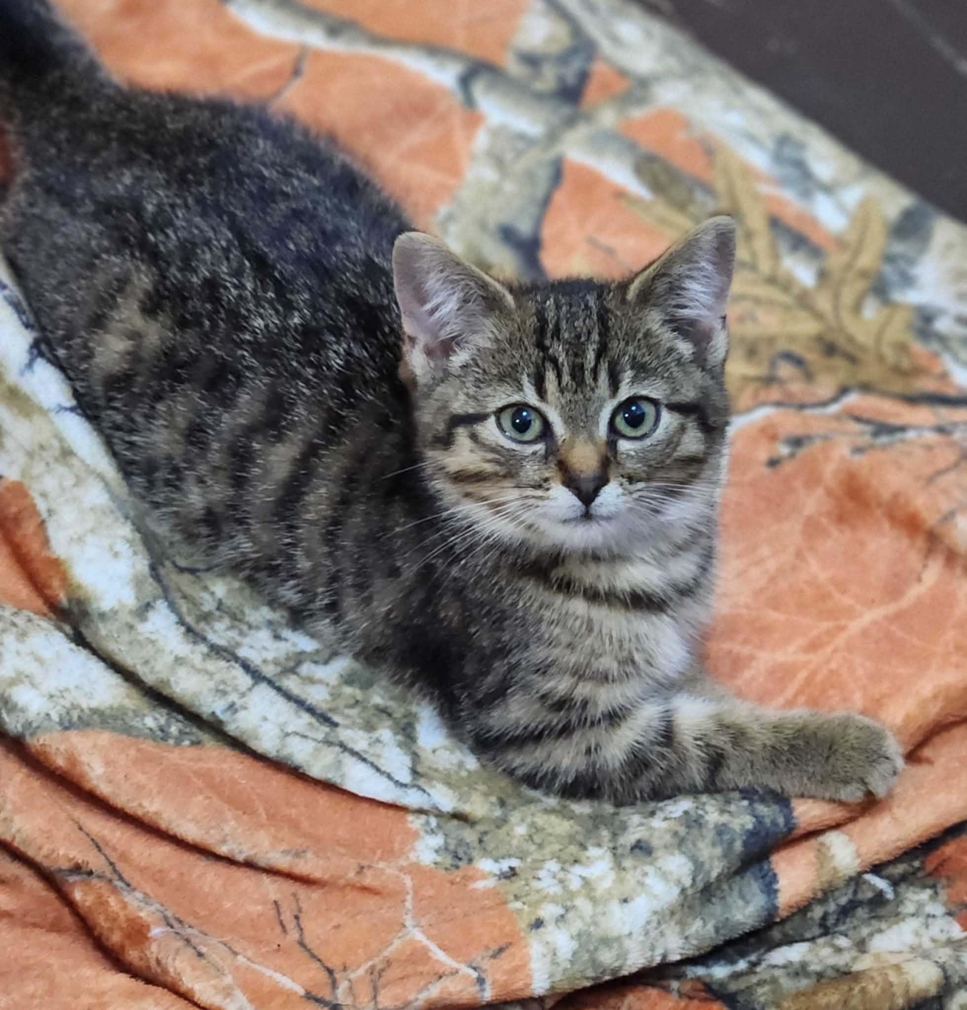Flint, a ADOPTABLE Domestic Short Hair in Wakefield, QC image 2/4