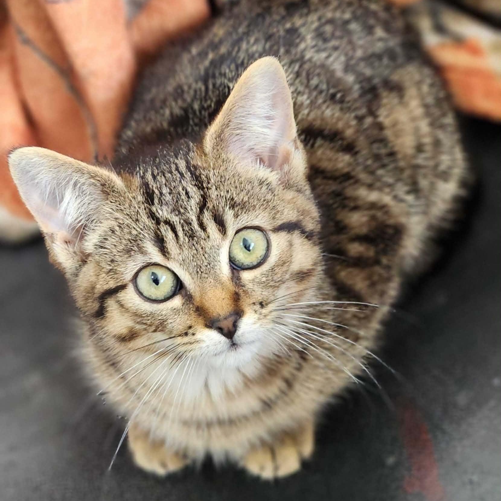 Flint, ADOPTABLE, Kitten Female Domestic Short Hair.