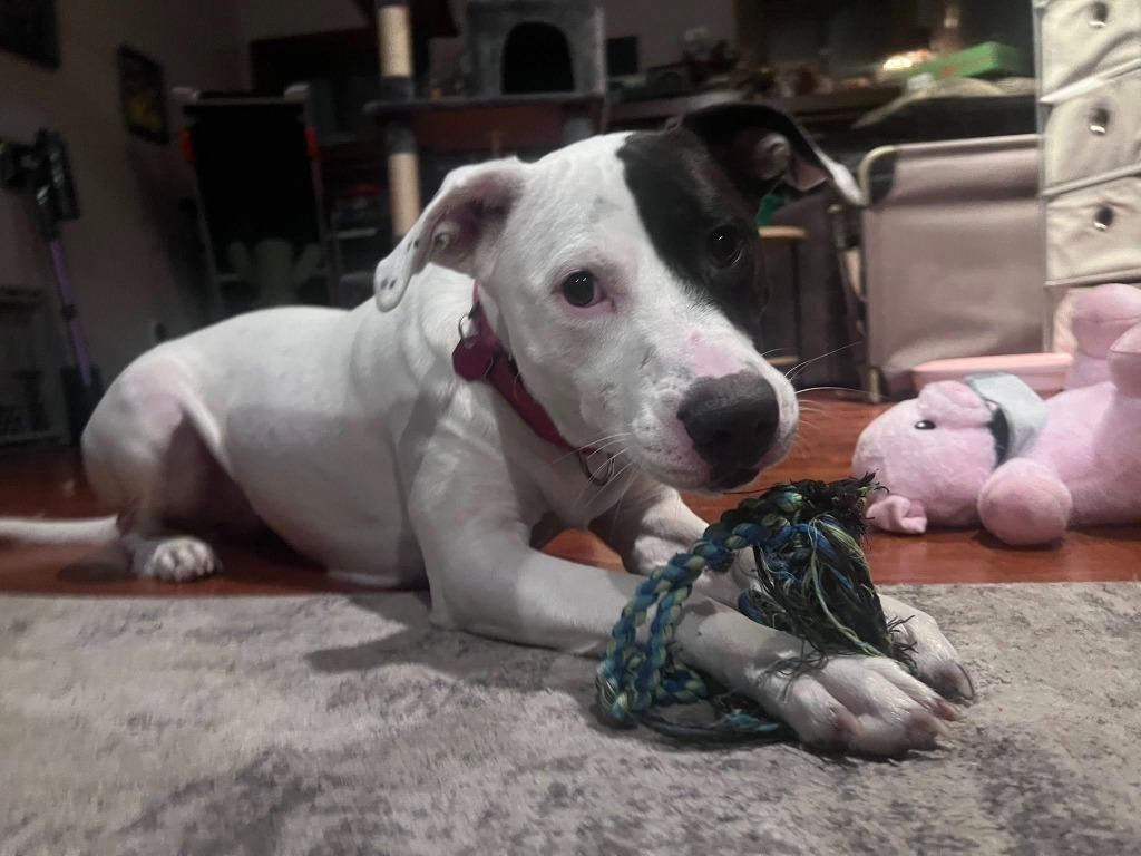 Mckenzie, Adoptable, Adult Female Mixed Breed.