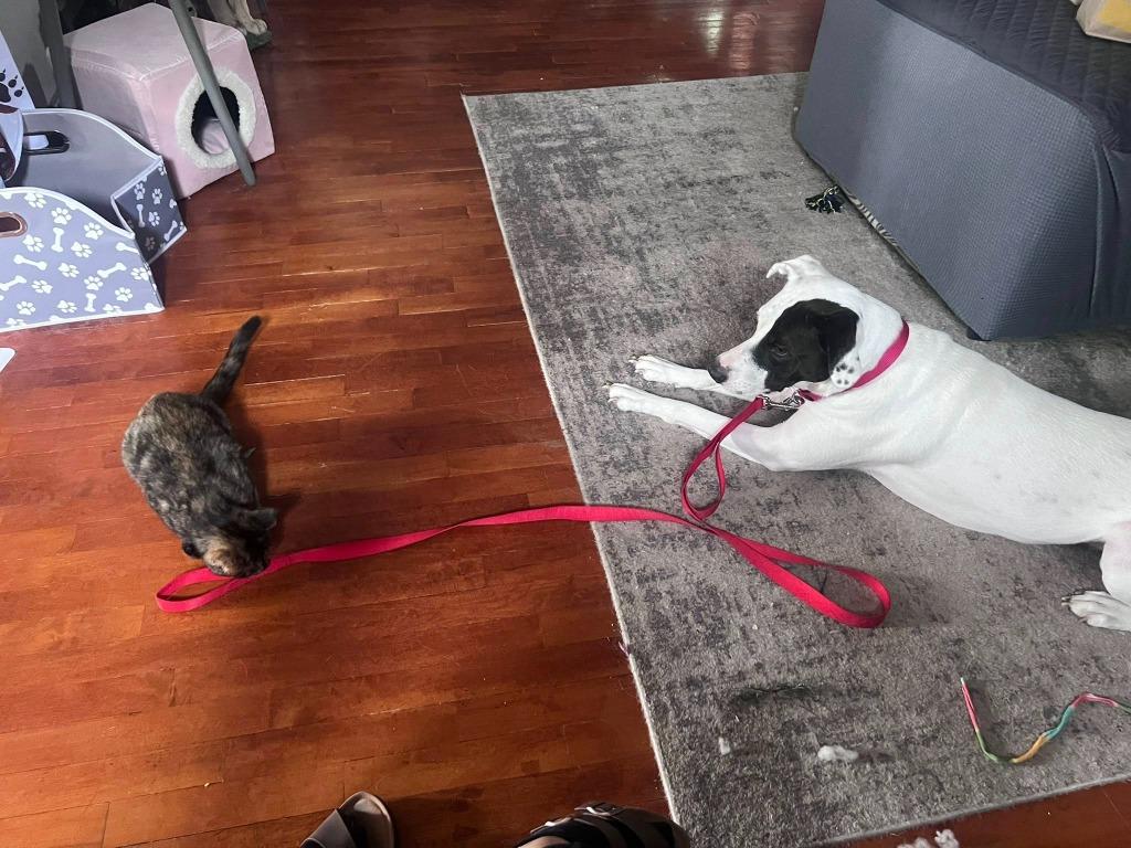 Mckenzie, a Adoptable mixed breed in Fond Du Lac, WI image 2/5