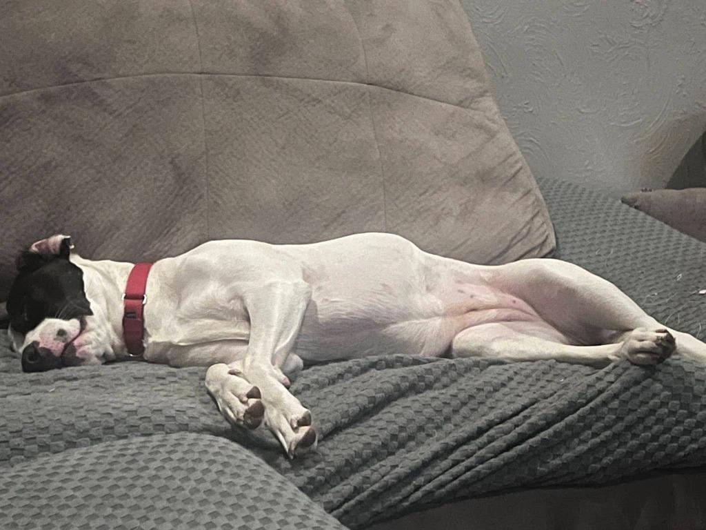 Mckenzie, a Adoptable mixed breed in Fond Du Lac, WI image 4/5