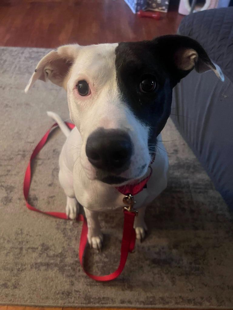 Mckenzie, a Adoptable mixed breed in Fond Du Lac, WI image 5/5