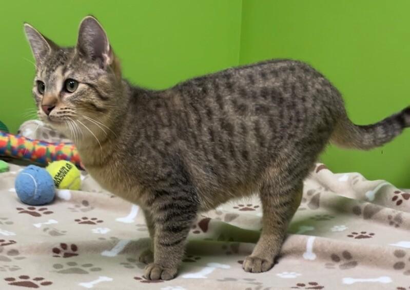 BBQ, Adoptable, Adult Male Domestic Short Hair & Domestic Short Hair.