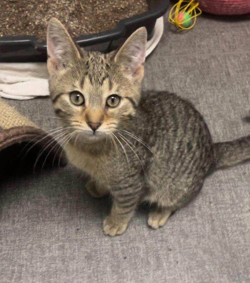 Enlarge BBQ, a Adoptable mixed breed in Osseo, MI image 2/6