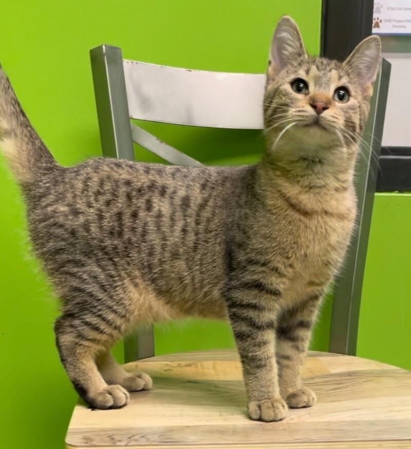 Enlarge BBQ, a Adoptable mixed breed in Osseo, MI image 3/6