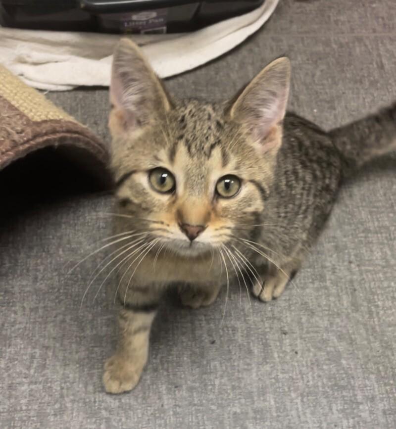 Enlarge BBQ, a Adoptable mixed breed in Osseo, MI image 4/6