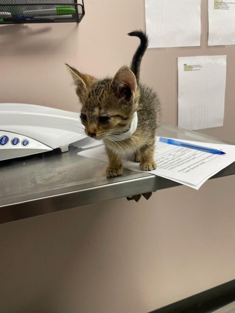 Enlarge BBQ, a Adoptable mixed breed in Osseo, MI image 5/6