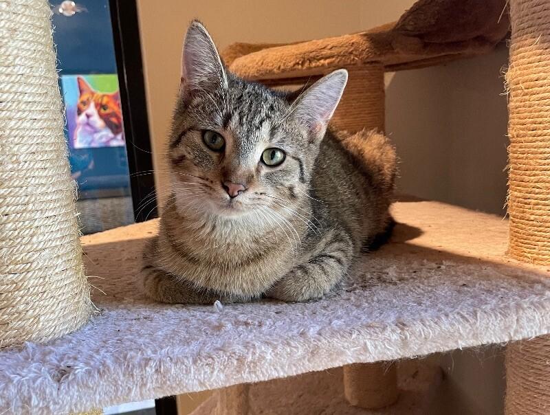 Enlarge BBQ, a Adoptable mixed breed in Osseo, MI image 6/6