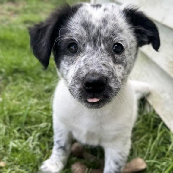 Inky, adopted, Puppy Male Border Collie & Australian Cattle Dog / Blue Heeler.