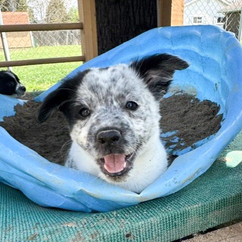 Enlarge Inky, an adopted mixed breed in Toledo, OH image 2/2