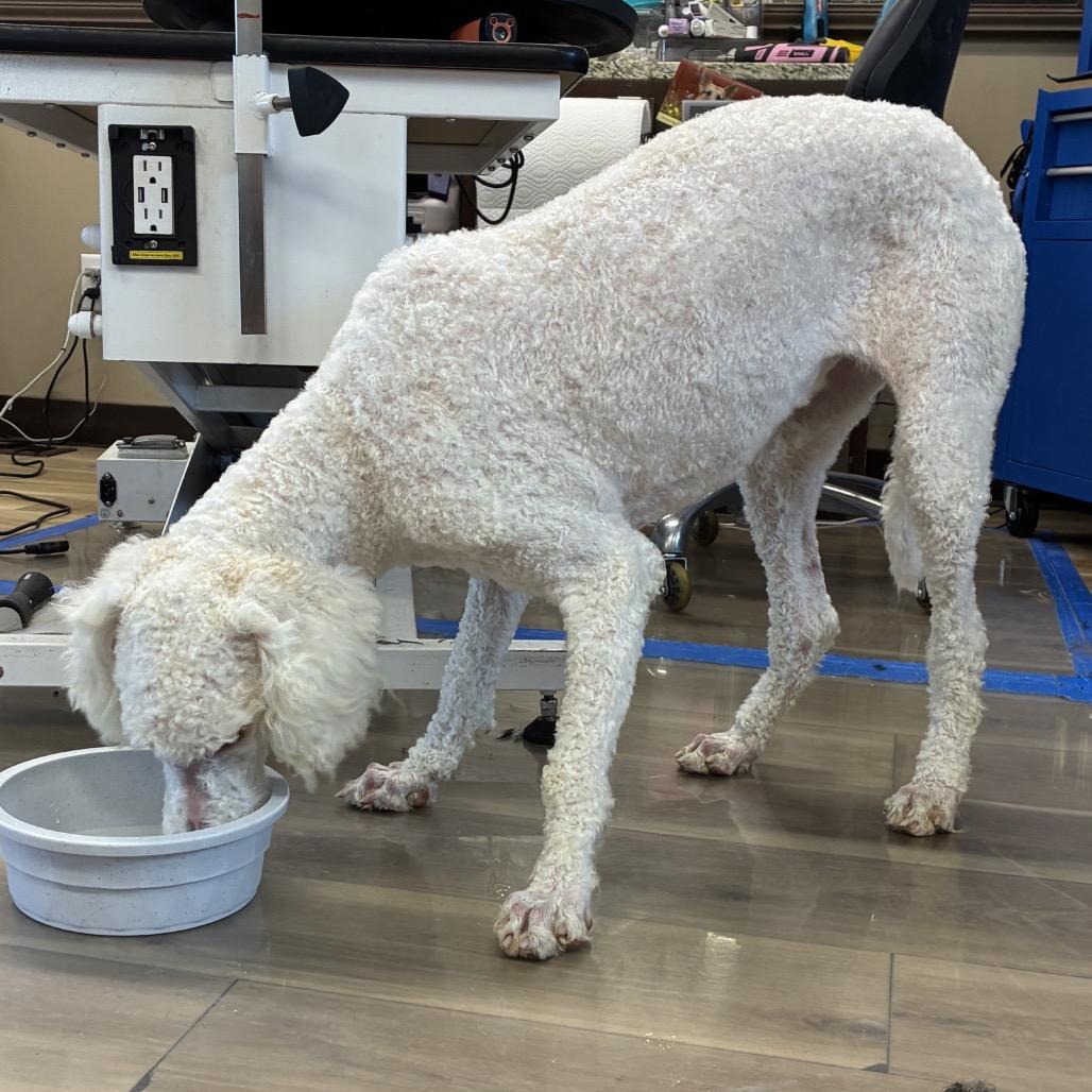 Lucy, Adoptable, Puppy Female Standard Poodle.