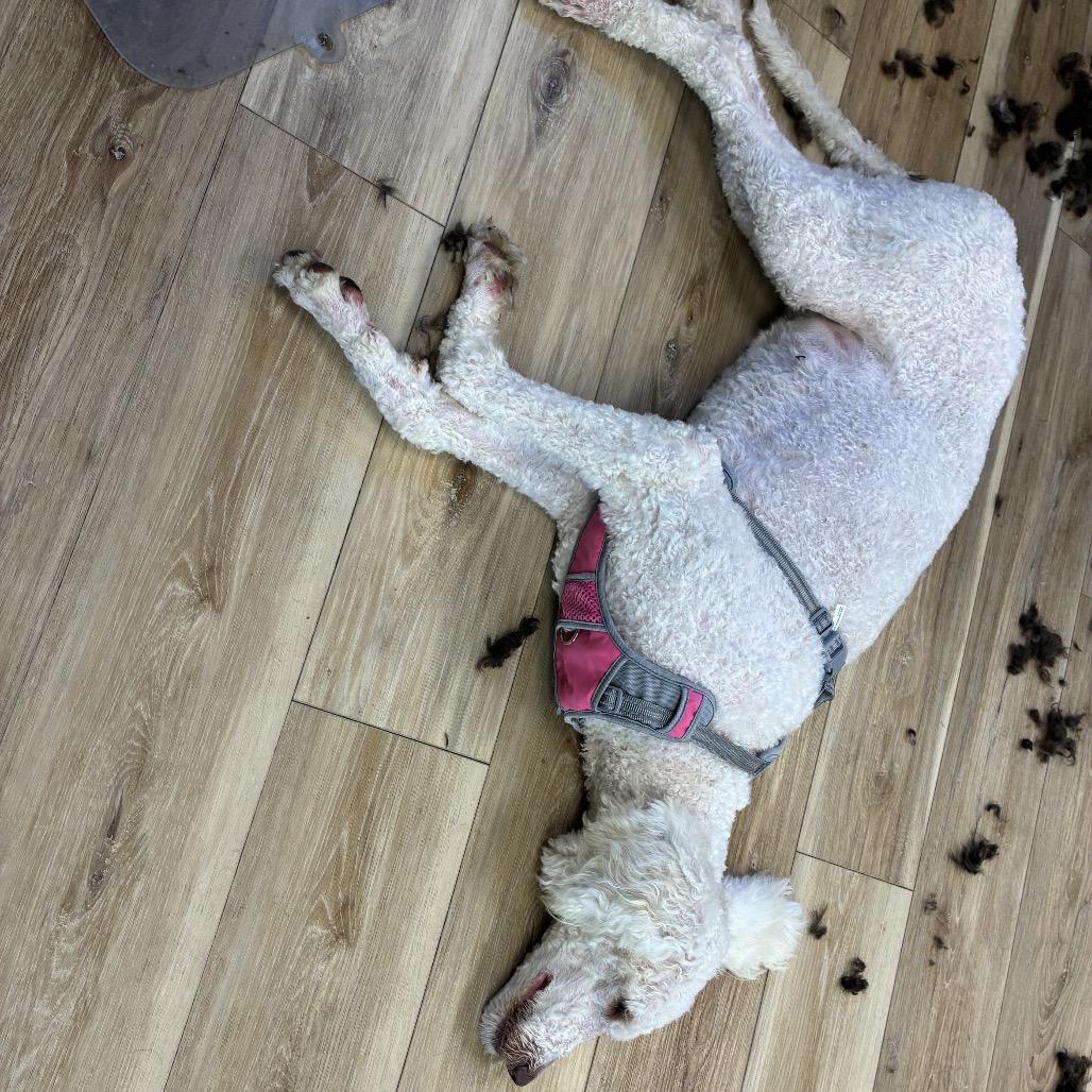 Enlarge Lucy, a Adoptable Standard Poodle in Kokomo, IN image 2/6