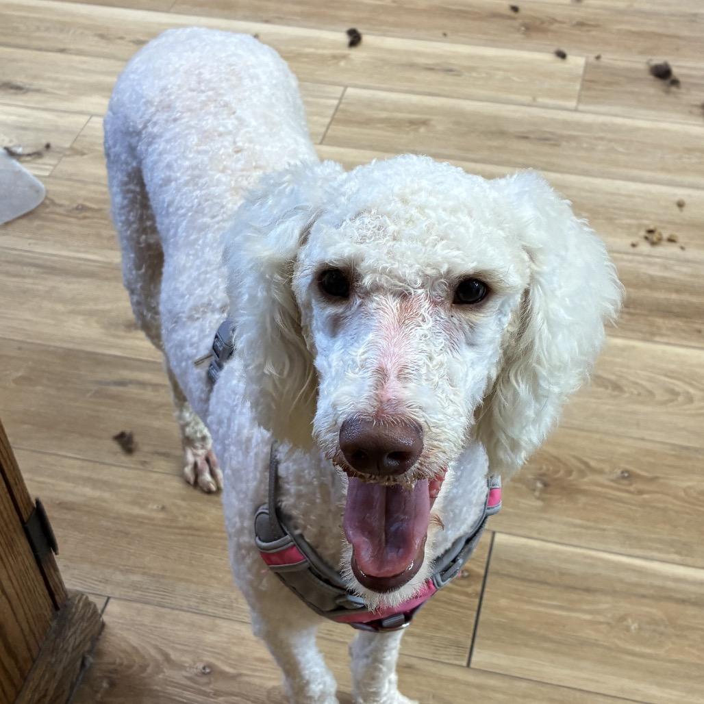 Enlarge Lucy, a Adoptable Standard Poodle in Kokomo, IN image 3/6