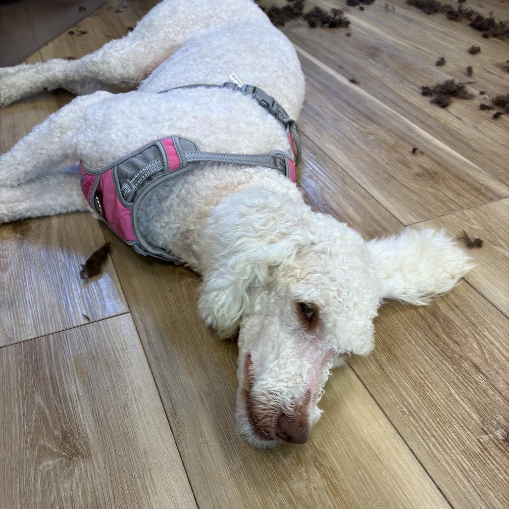 Enlarge Lucy, a Adoptable Standard Poodle in Kokomo, IN image 4/6