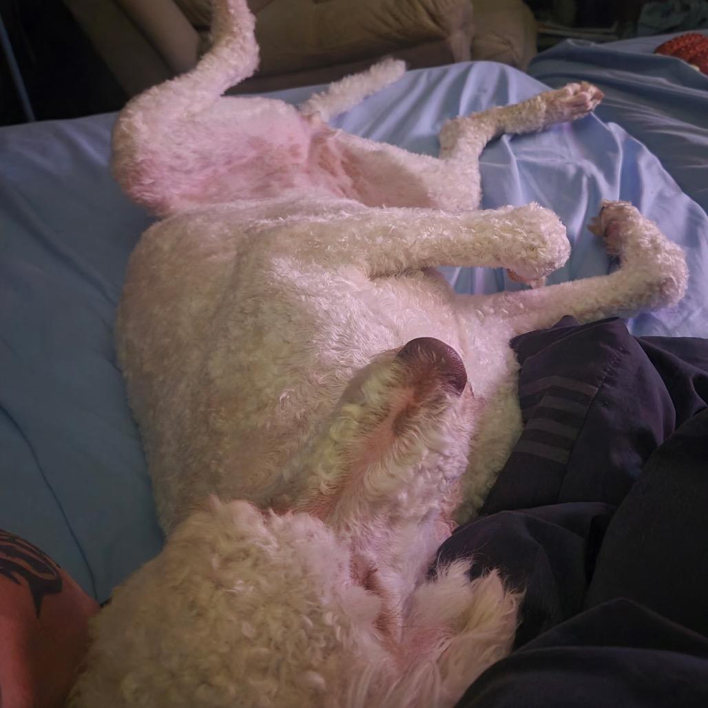 Enlarge Lucy, a Adoptable Standard Poodle in Kokomo, IN image 5/6