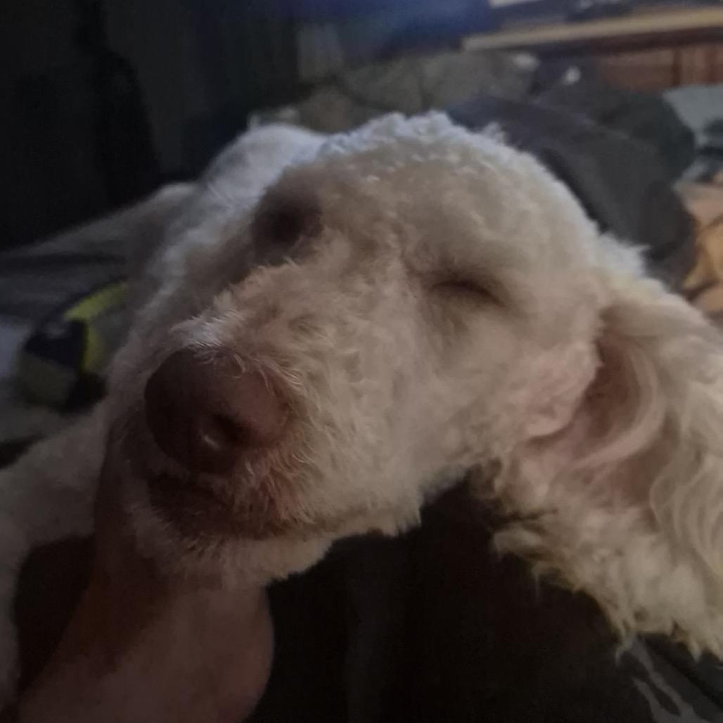 Enlarge Lucy, a Adoptable Standard Poodle in Kokomo, IN image 6/6