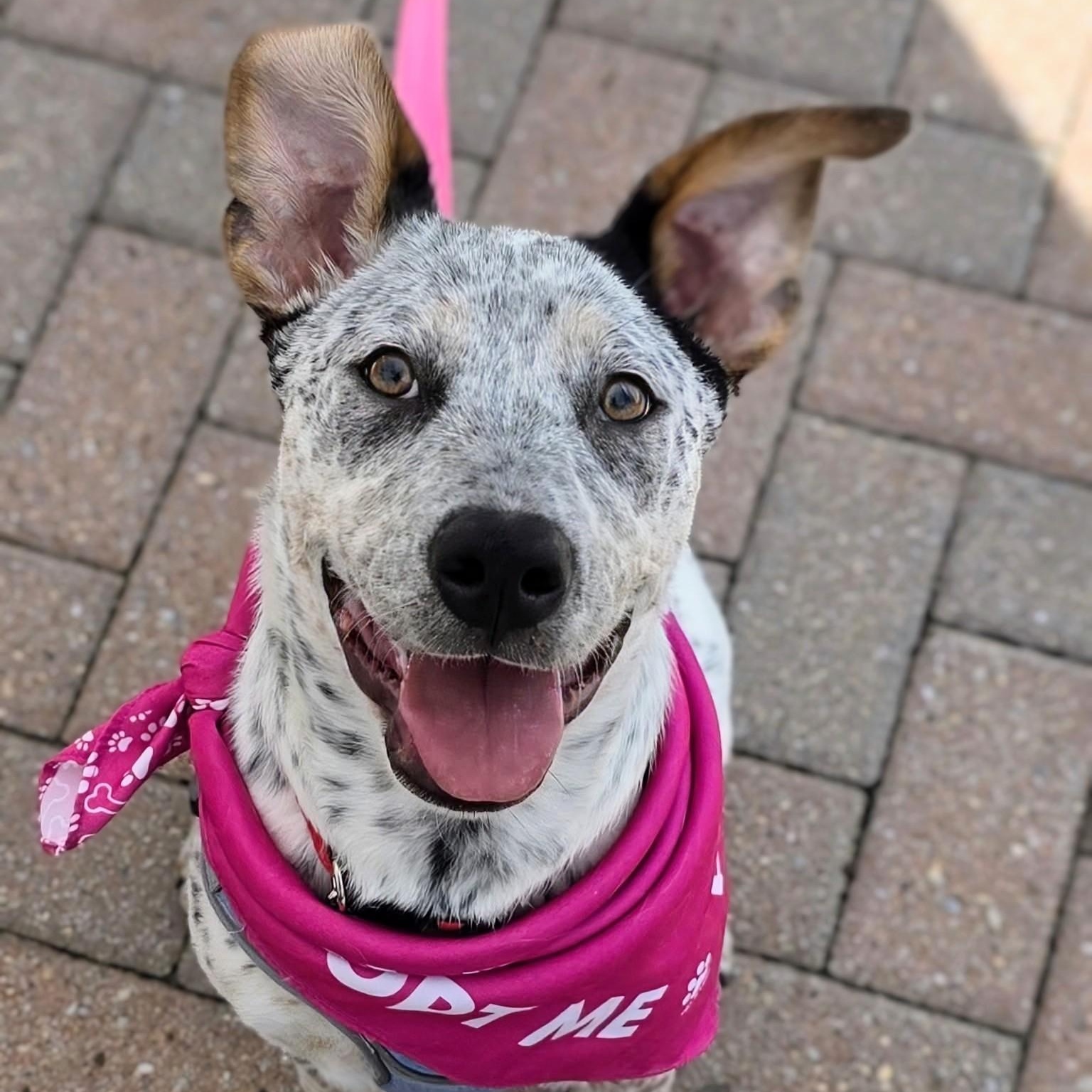 Panda, Baby Female Australian Cattle Dog / Blue Heeler