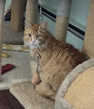 RUSTY, a ADOPTABLE mixed breed in Churchville, PA image 1/3