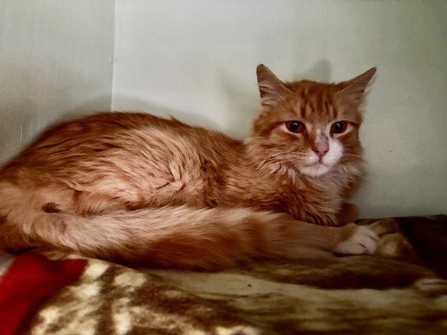 RUSTY, a ADOPTABLE mixed breed in Churchville, PA image 2/3