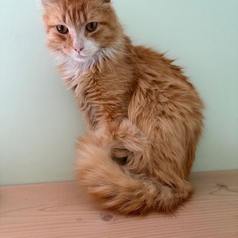 RUSTY, a ADOPTABLE mixed breed in Churchville, PA image 3/3