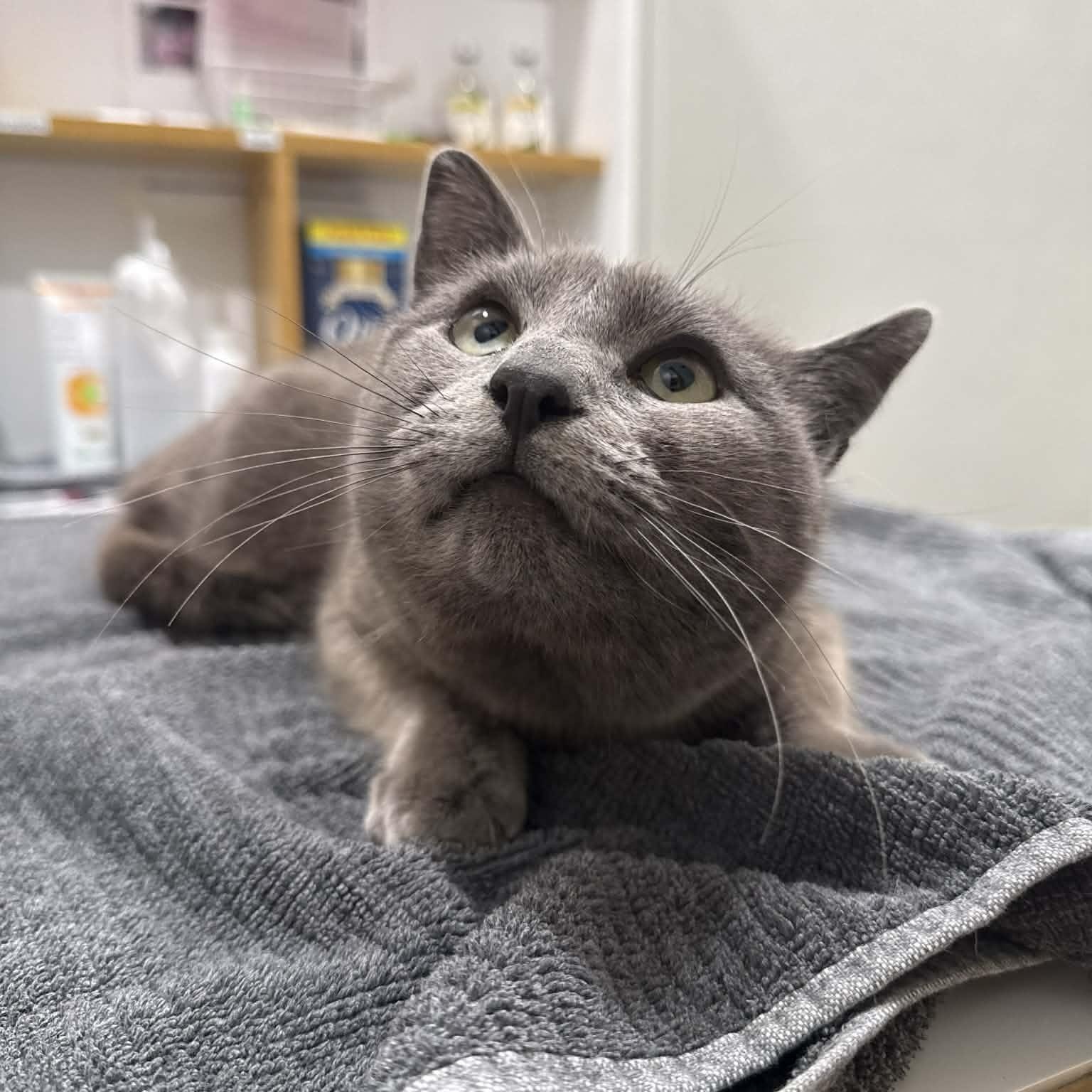 Enlarge Flossie, a ADOPTABLE mixed breed in Penn Yan, NY image 2/4