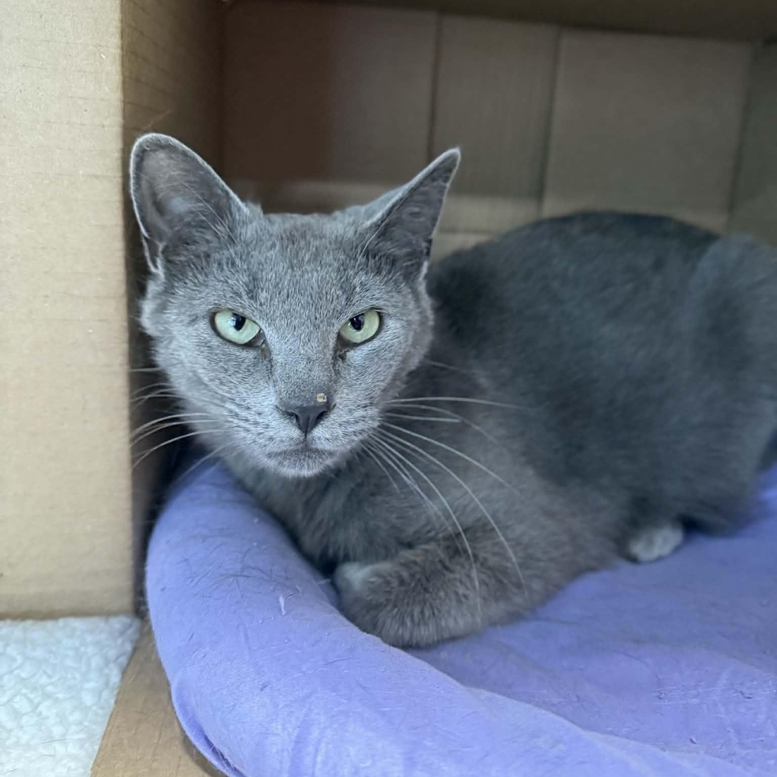 Flossie, ADOPTABLE, Young Female Domestic Short Hair.