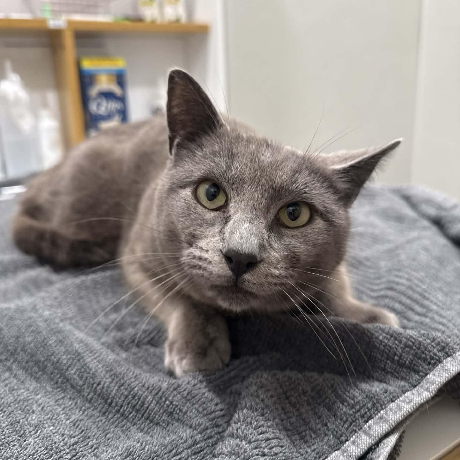 Enlarge Flossie, a ADOPTABLE mixed breed in Penn Yan, NY image 4/4