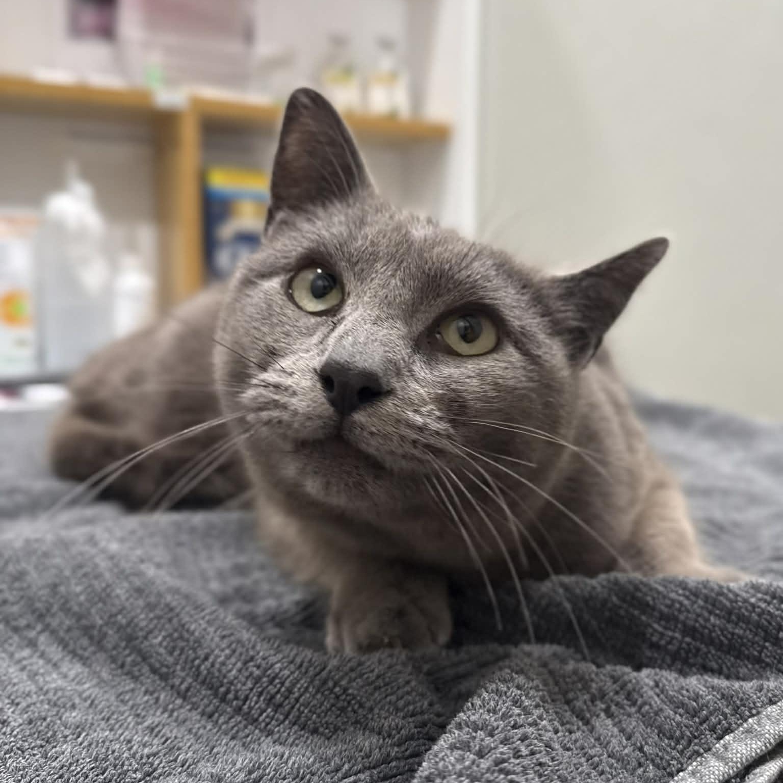 Enlarge Flossie, a ADOPTABLE mixed breed in Penn Yan, NY image 1/4