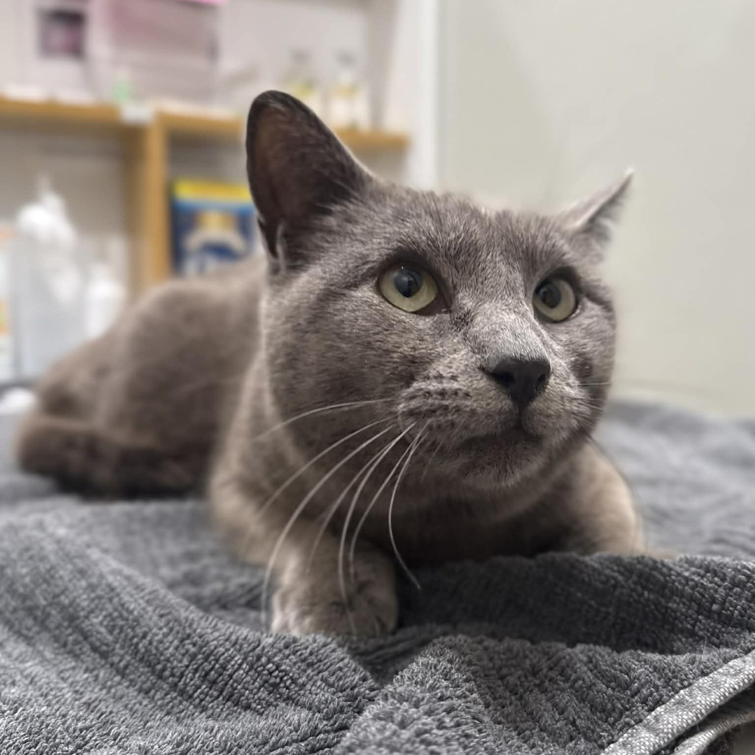 Enlarge Flossie, a ADOPTABLE mixed breed in Penn Yan, NY image 3/4