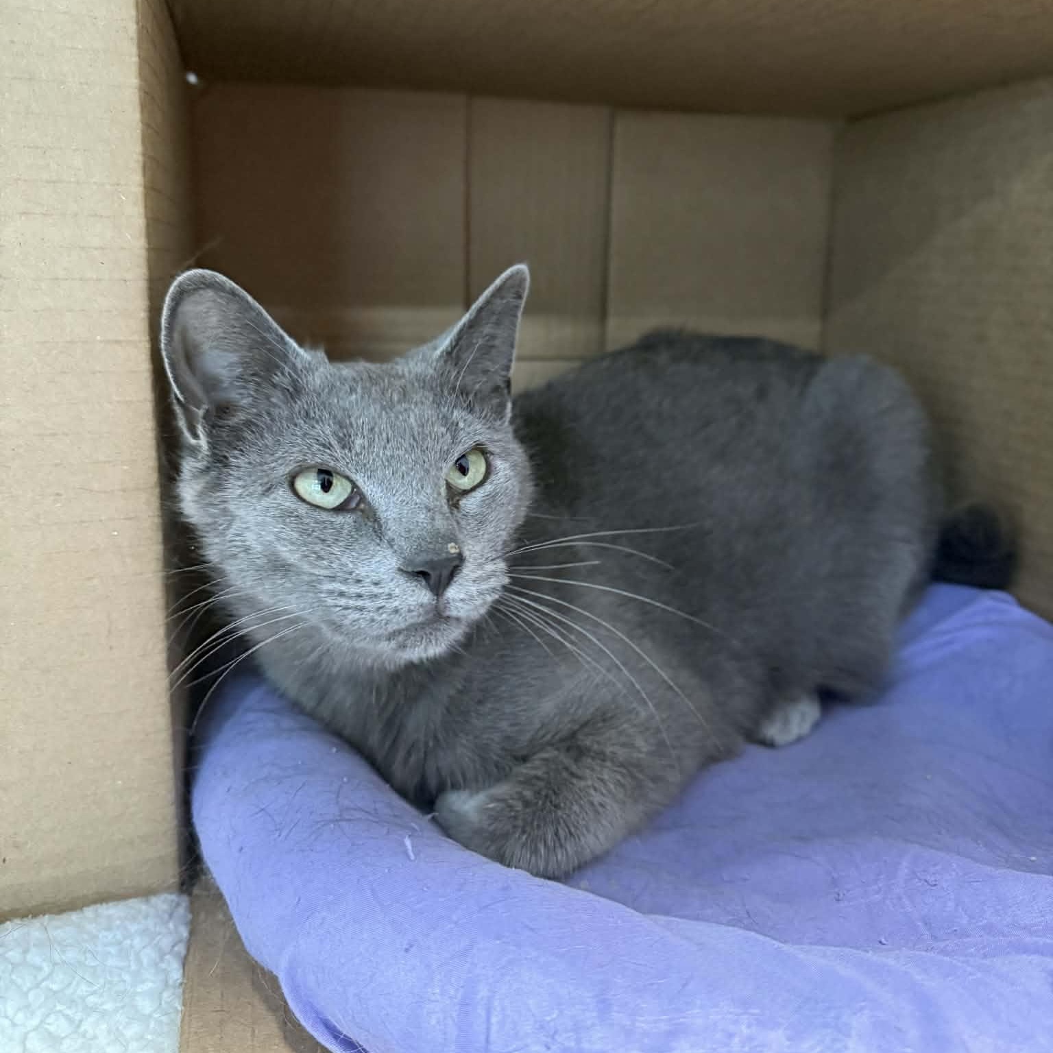 Enlarge Flossie, a ADOPTABLE mixed breed in Penn Yan, NY image 2/4