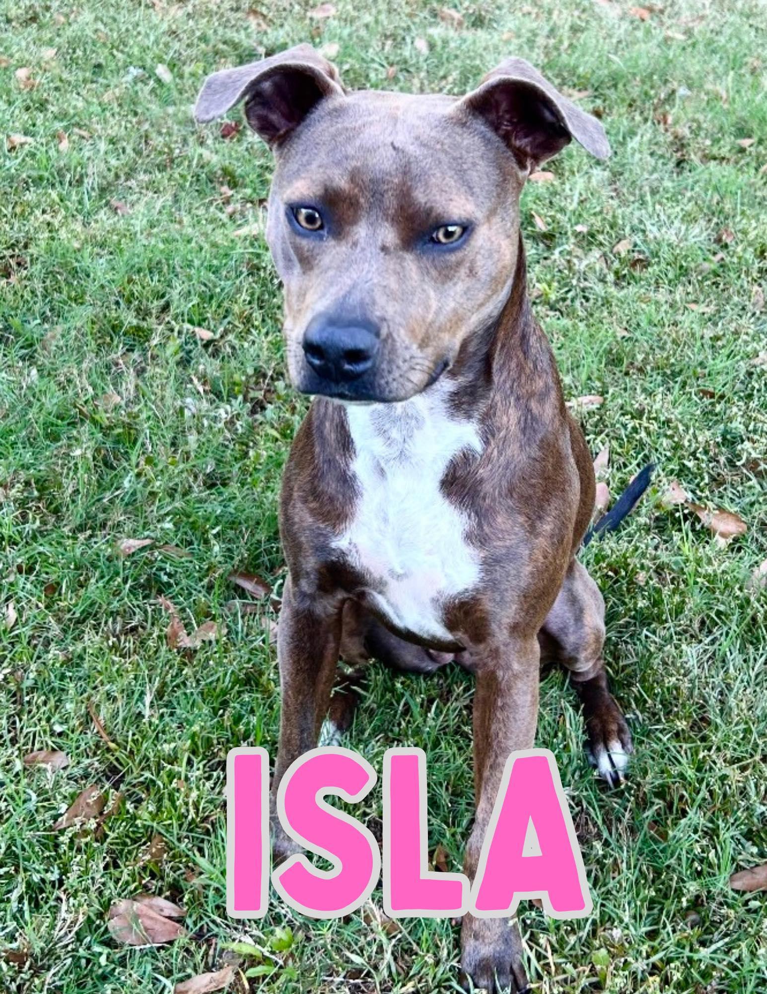 Isla, Adoptable, Young Female Pit Bull Terrier.