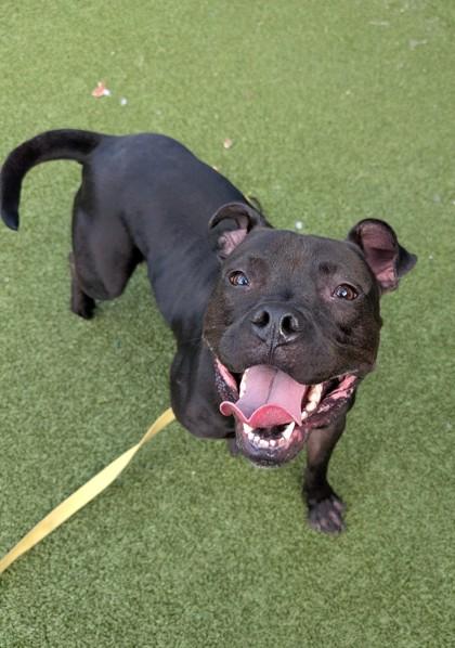 Enlarge Freddie, a Adoptable mixed breed in Bellevue, WA image 1/3
