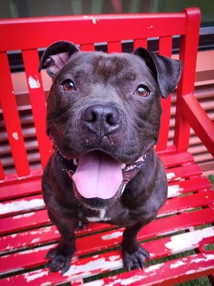 Enlarge Freddie, a Adoptable mixed breed in Bellevue, WA image 2/3