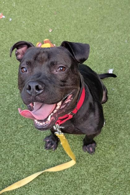 Enlarge Freddie, a Adoptable mixed breed in Bellevue, WA image 3/3