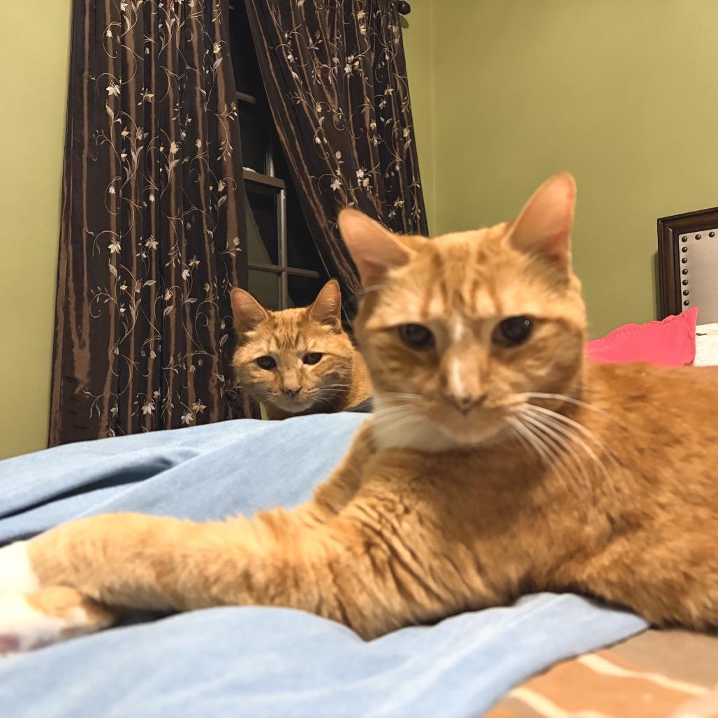 Danny, Adoptable, Senior Male Domestic Short Hair.