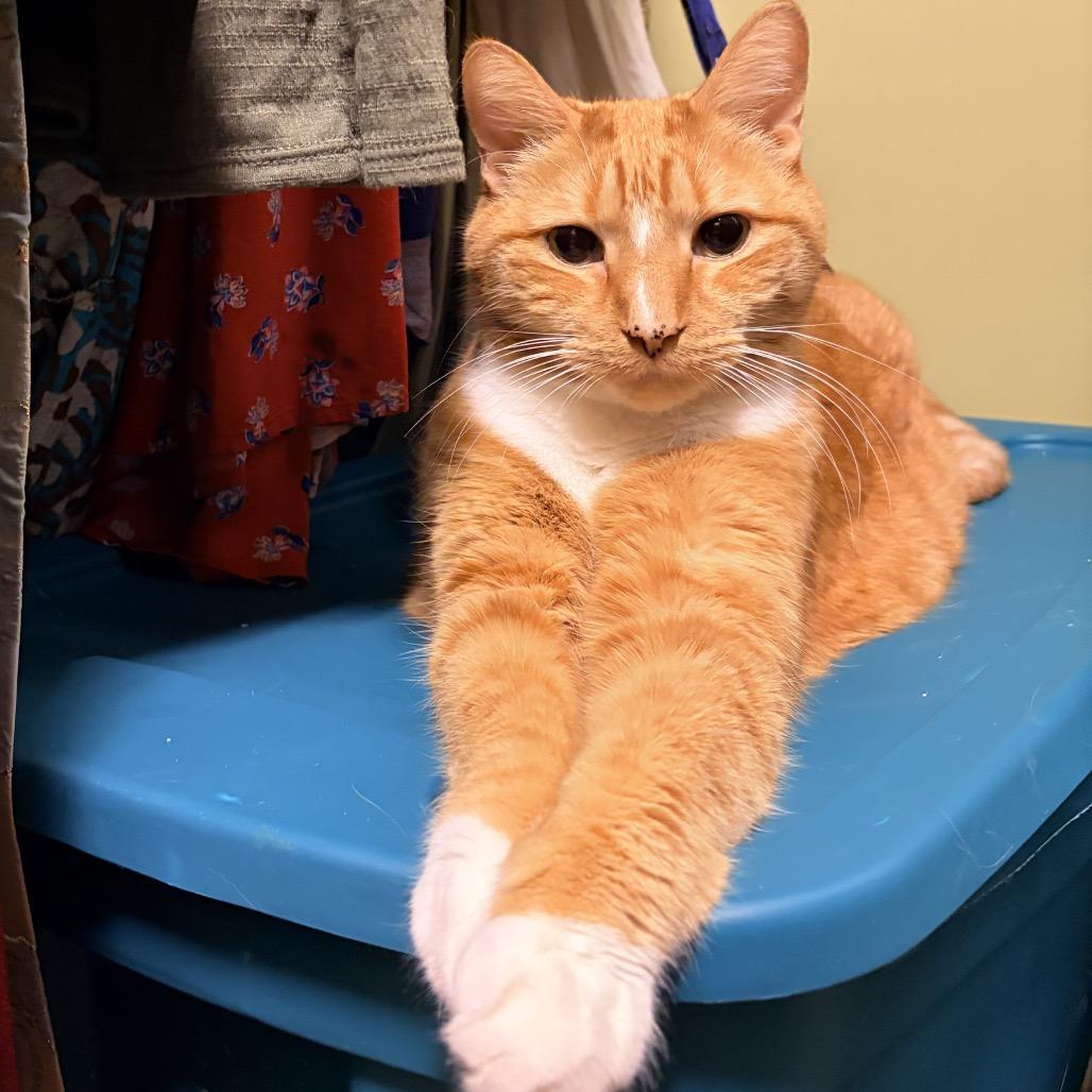 Enlarge Danny, a Adoptable mixed breed in Hopkinton, MA image 2/3