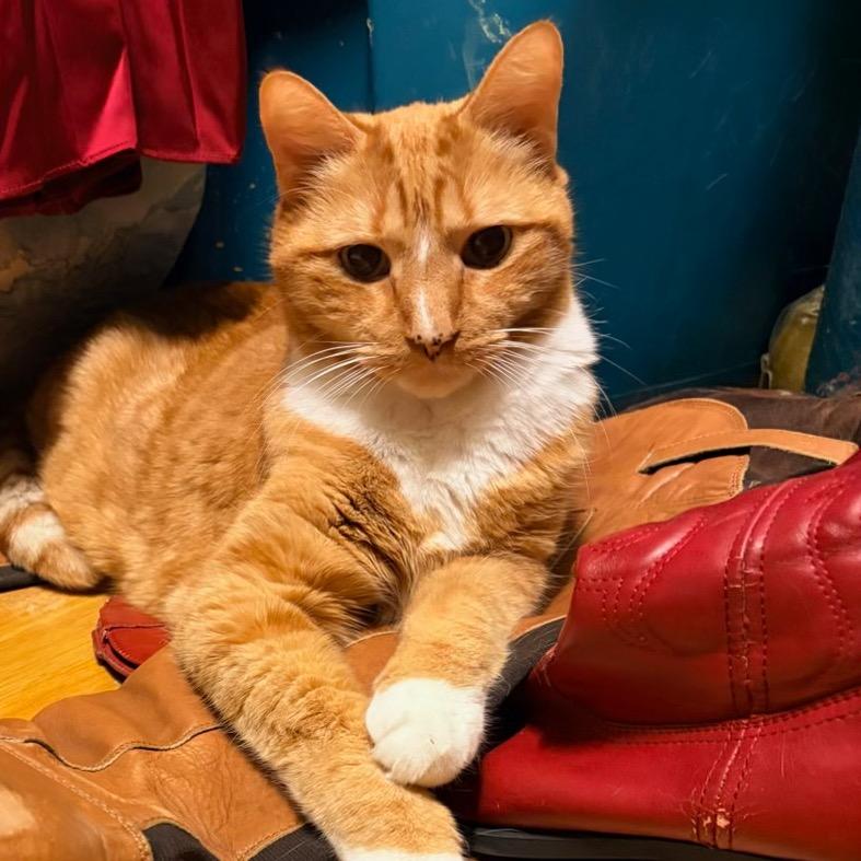 Enlarge Danny, a Adoptable mixed breed in Hopkinton, MA image 3/3