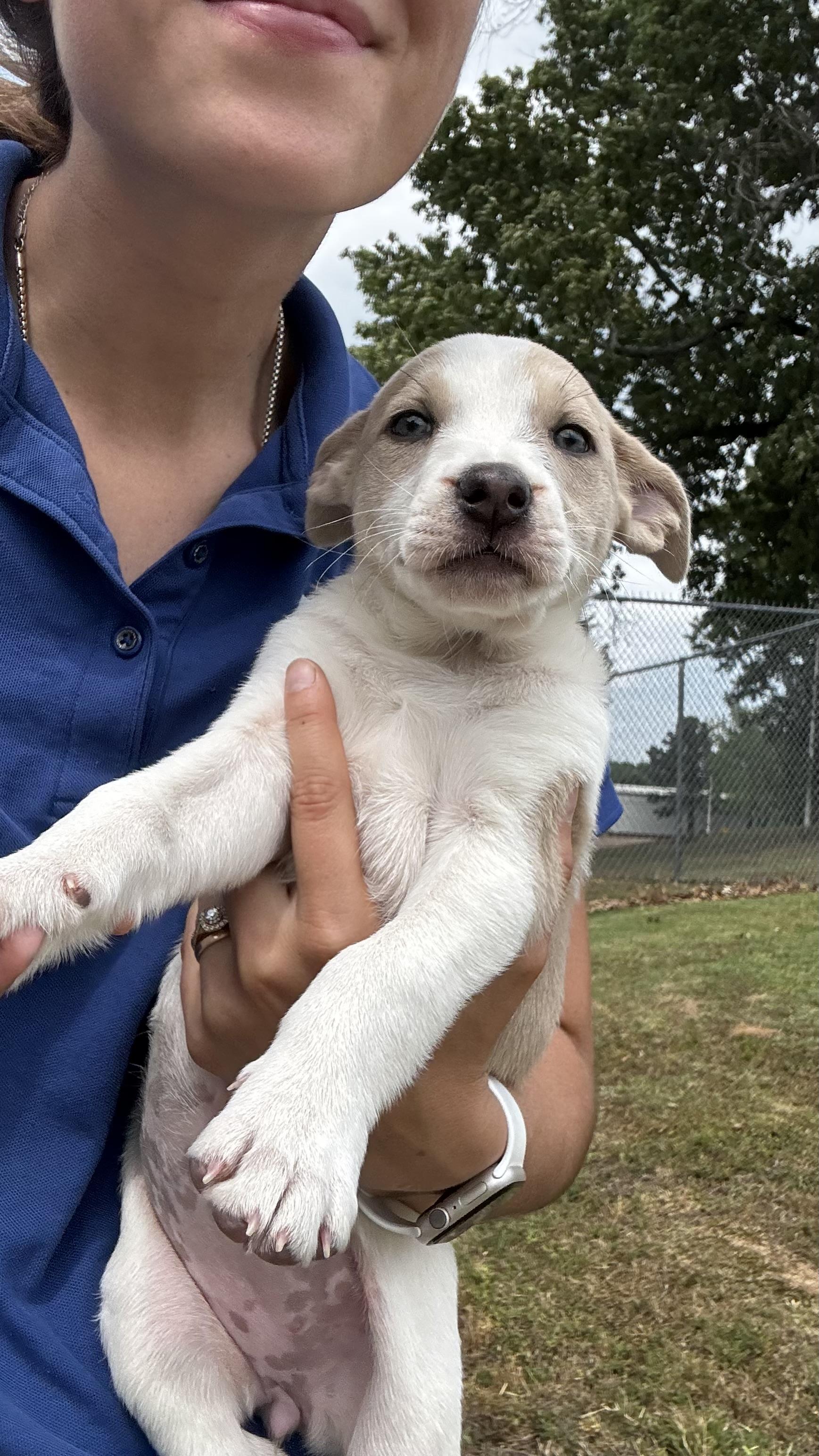 Enlarge Cassie, a ADOPTABLE Mixed Breed in Collierville, TN image 1/2