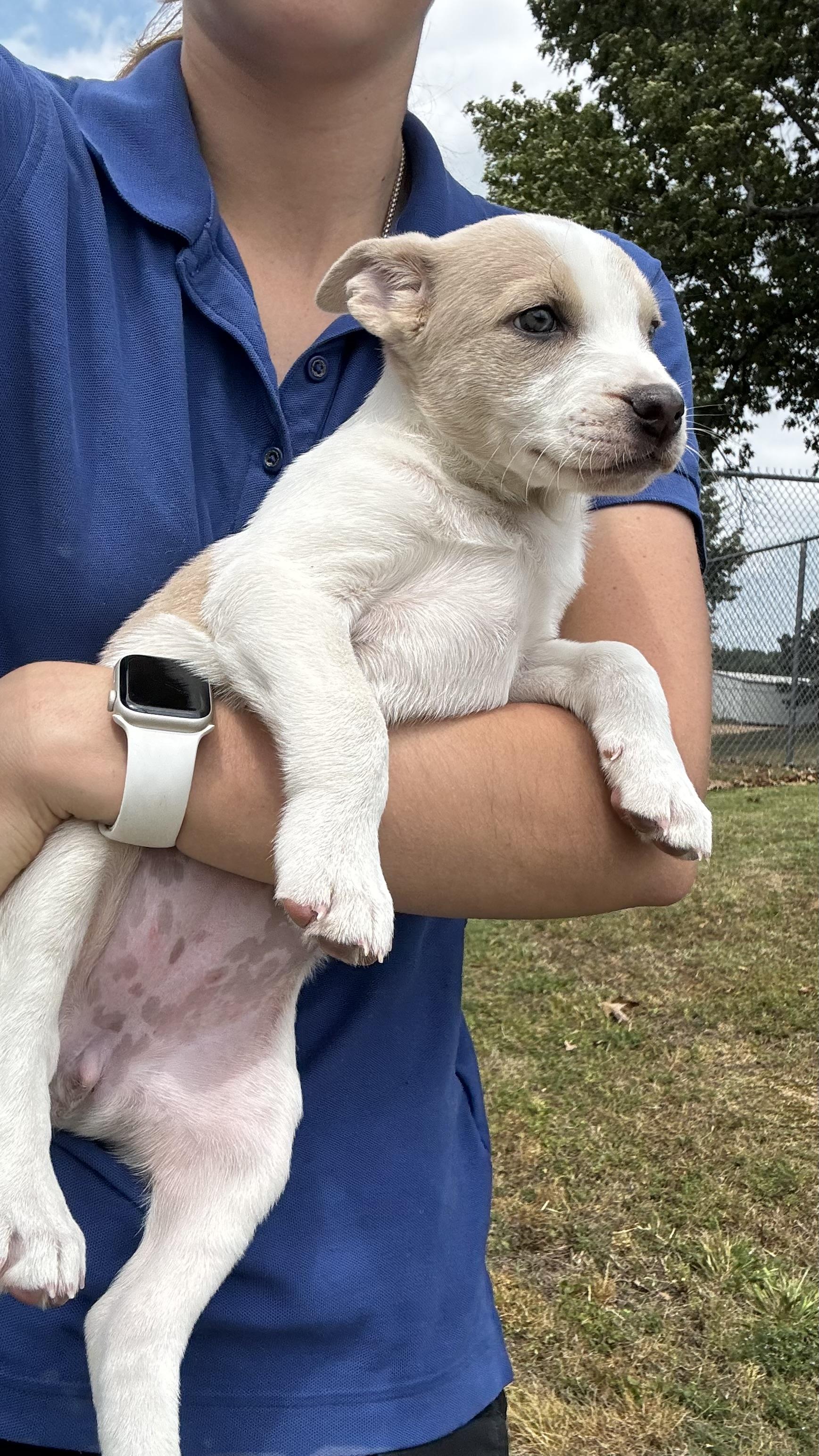 Enlarge Cassie, a ADOPTABLE Mixed Breed in Collierville, TN image 2/2