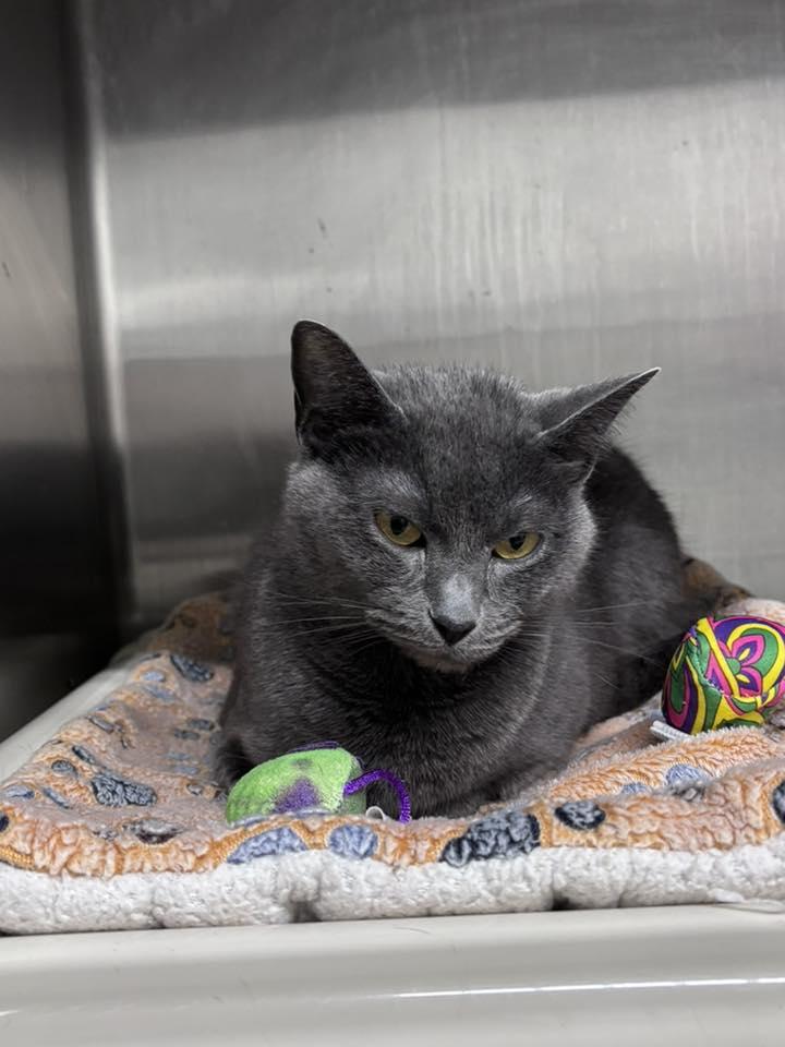 Munchie, a ADOPTABLE Domestic Short Hair in Stillwater, OK image 2/2