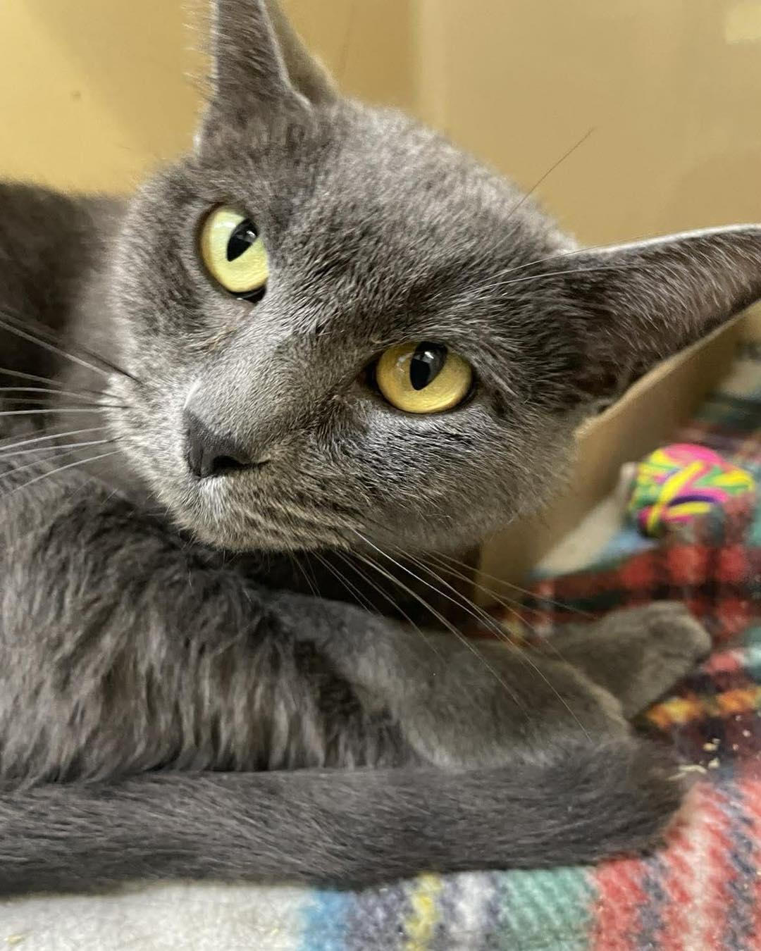 Munchie, ADOPTABLE, Adult Female Domestic Short Hair.