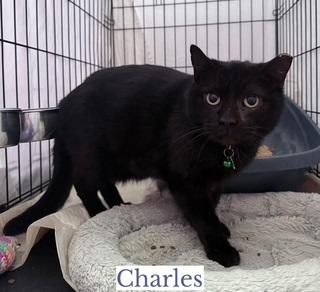 Charles, a ADOPTABLE Domestic Short Hair in Berkeley Springs, WV image 2/3