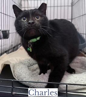 Charles, a ADOPTABLE Domestic Short Hair in Berkeley Springs, WV image 1/3