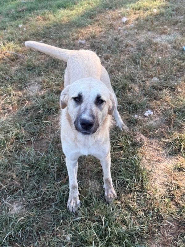 Sugar, Adoptable, Adult Female Anatolian Shepherd.