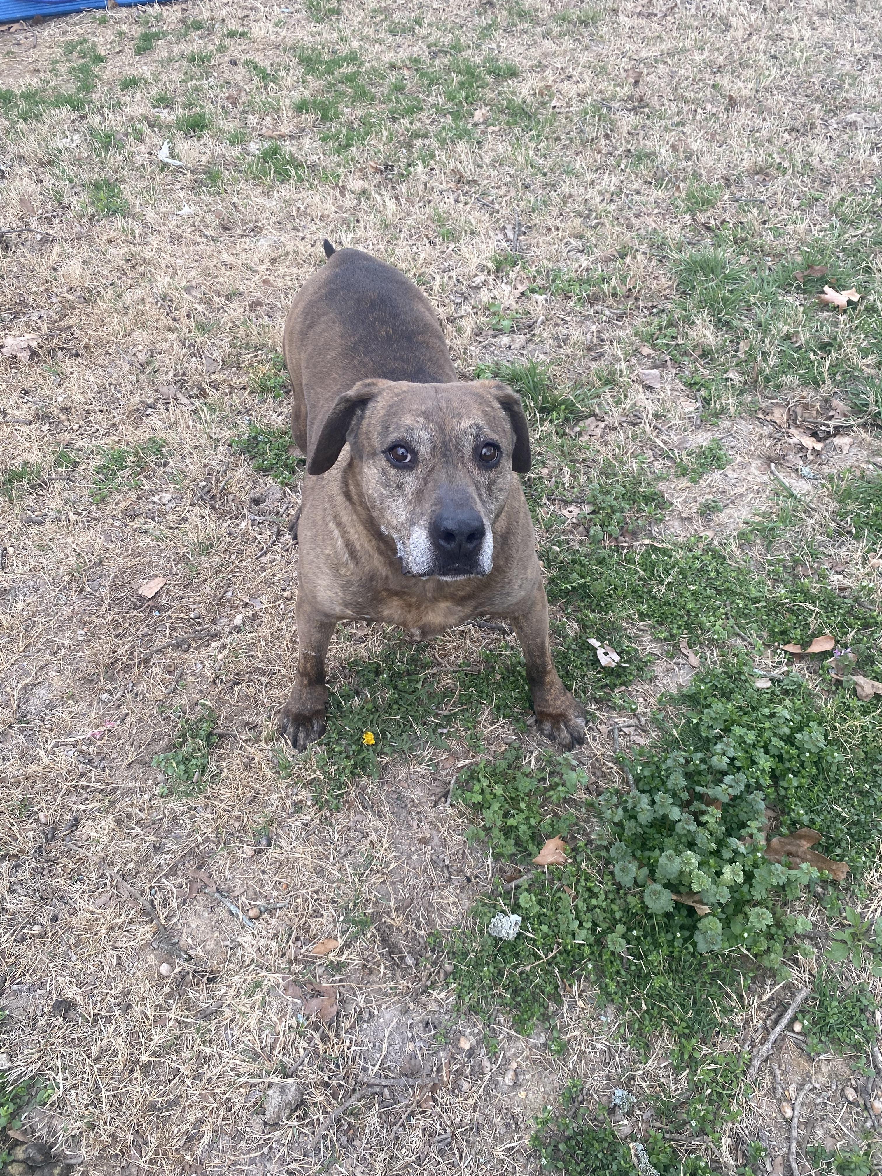 Grizzly, Adoptable, Senior Male American Staffordshire Terrier & Australian Shepherd.